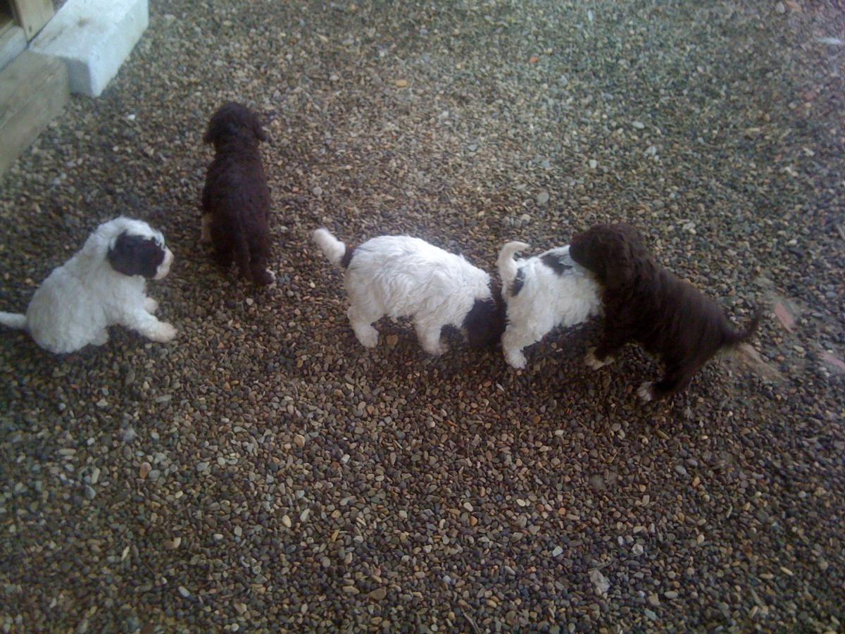 cuccioli la dogaia 07