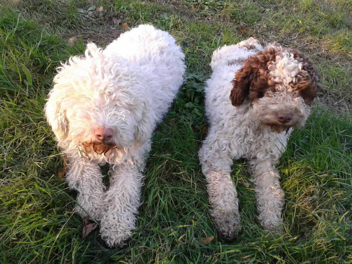 01-lagotto-romagnolo-la-dogaia