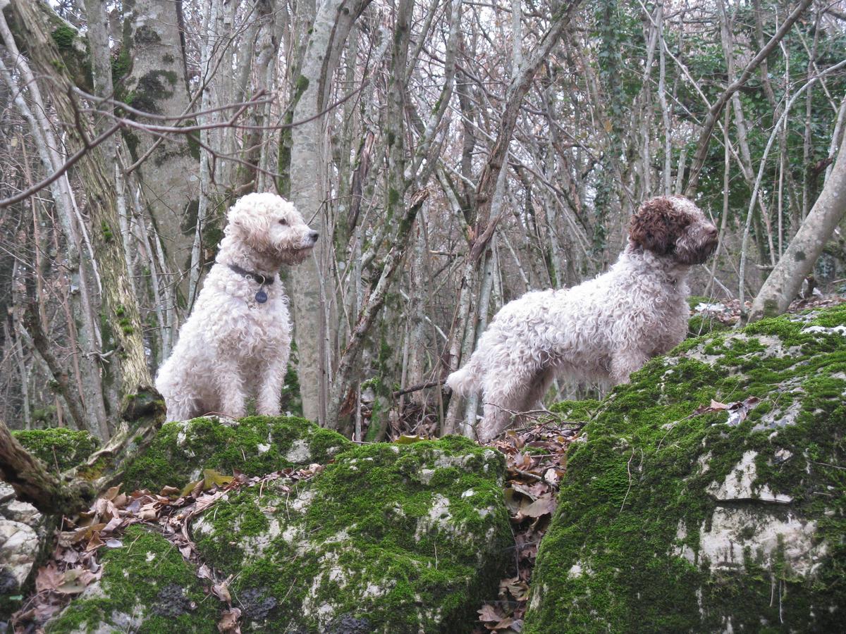 Aria-Siria-Lagotto-Romagnolo-13