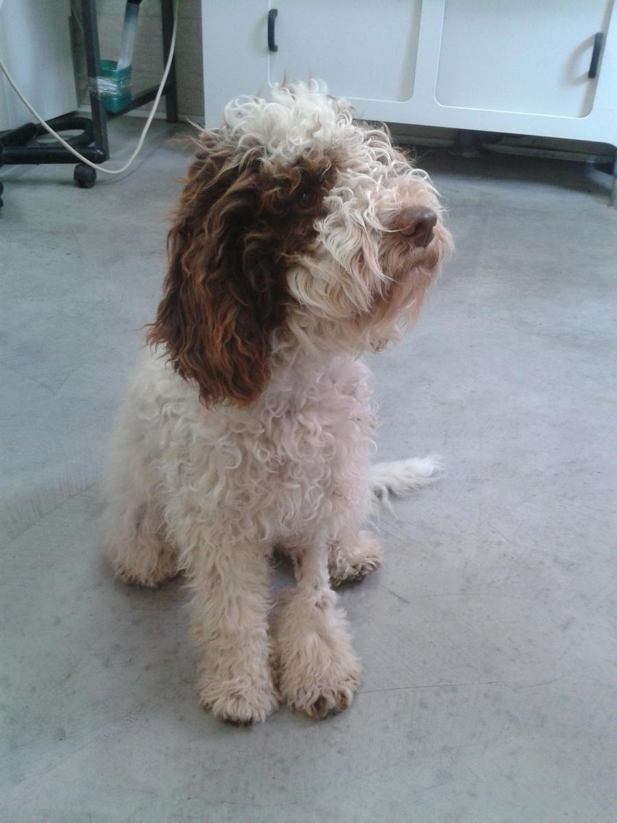 Lagotto-la-dogaia-01