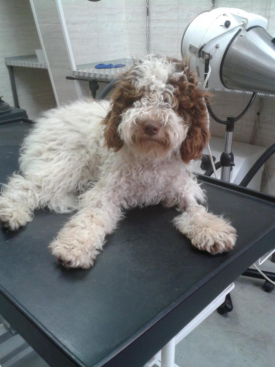 Lagotto-la-dogaia-02