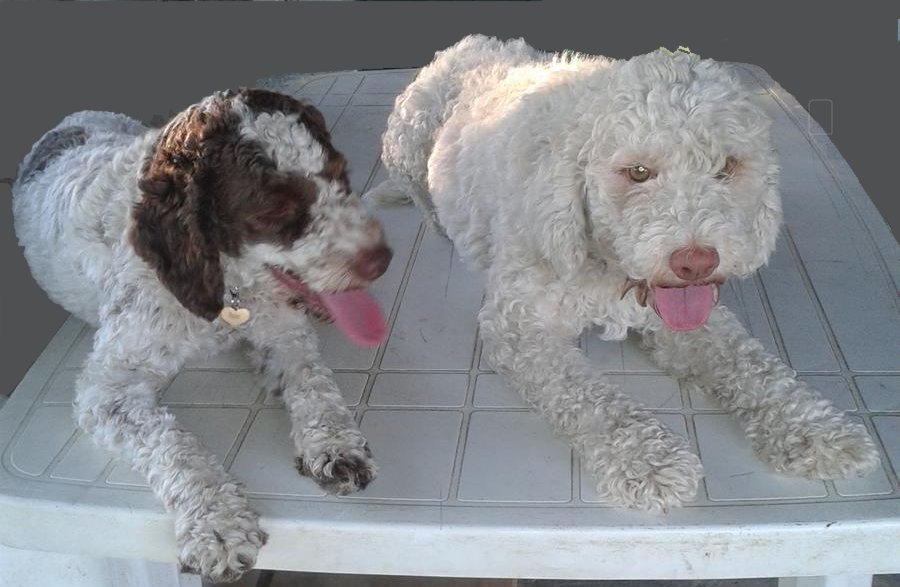 Lagotto-la-dogaia-04