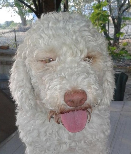 Lagotto-la-dogaia-05