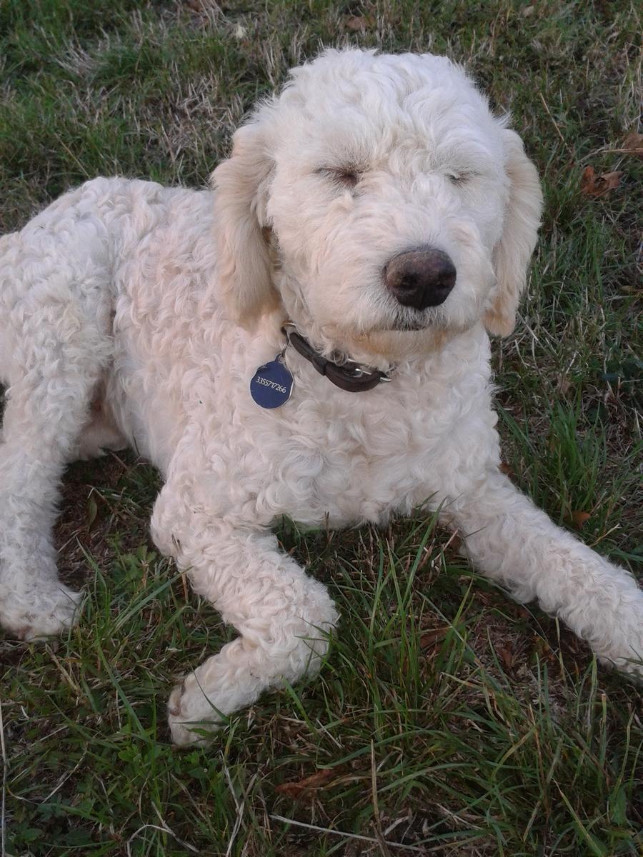 Lagotto-la-dogaia-06