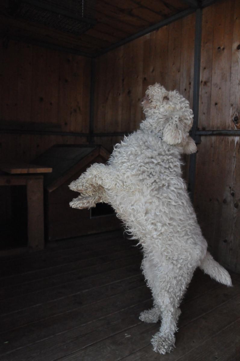 Lagotto-la-dogaia-09