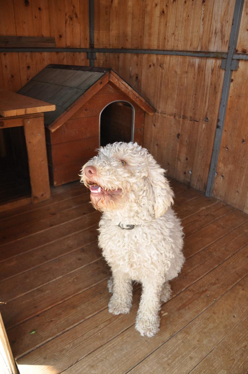 Lagotto-la-dogaia-10