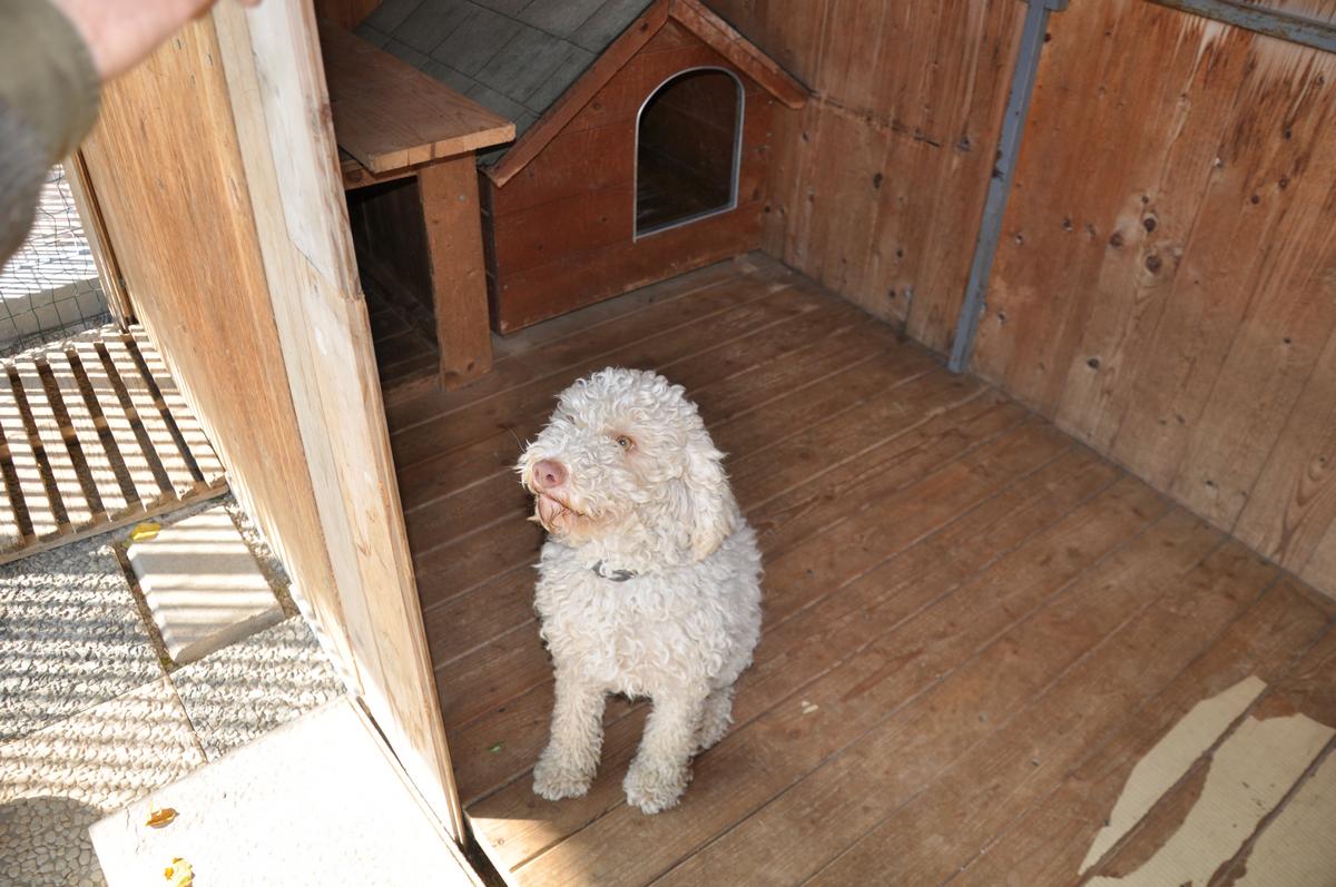 Lagotto-la-dogaia-11