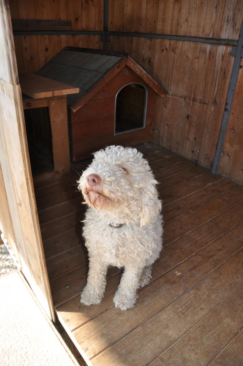 Lagotto-la-dogaia-12