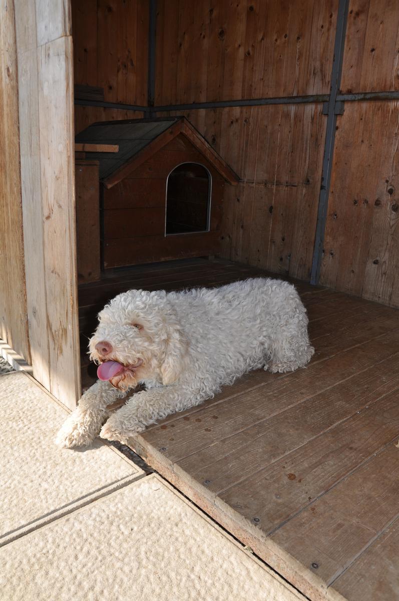 Lagotto-la-dogaia-14