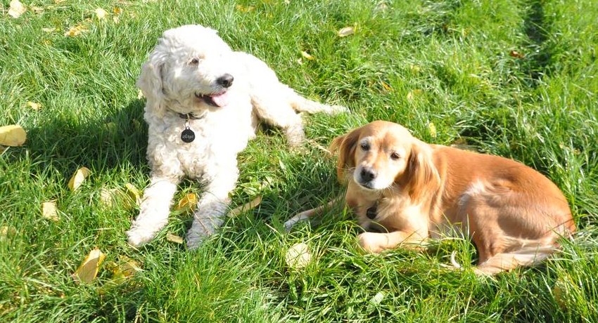 Lagotto-la-dogaia-22