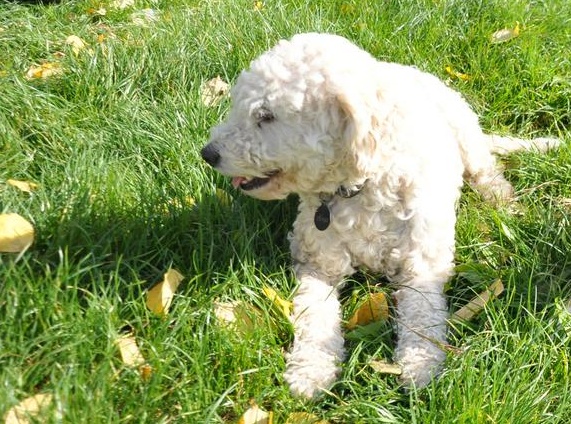 Lagotto-la-dogaia-23