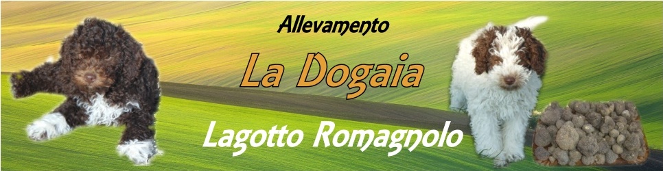 Allevamento Amatoriale Lagotto Romagnolo - La Dogaia